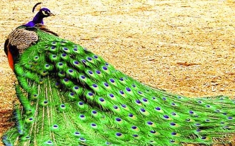 中班美術(shù)教案美麗的孔雀