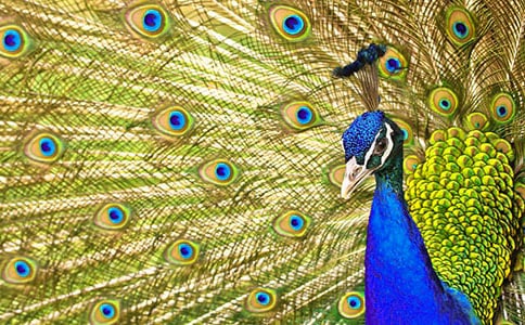 ��ȸ��(y��u)������