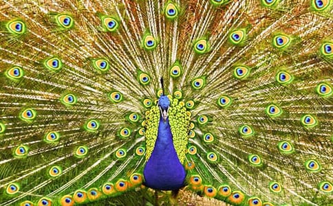 中班美術(shù)孔雀教案