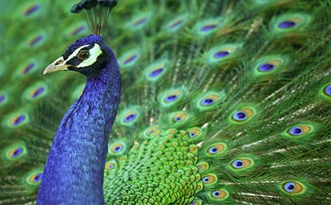 關(guān)于孔雀的作文11篇