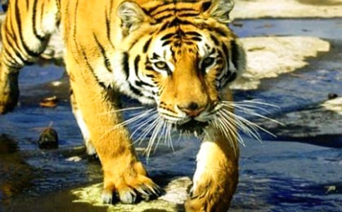 春老虎傷不起作文