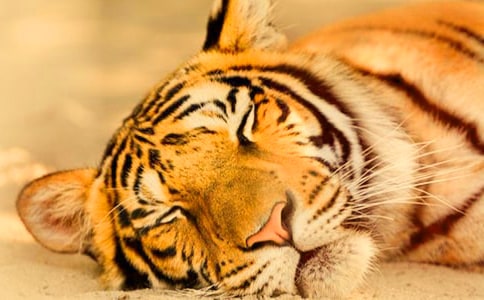 老虎牛農(nóng)夫作文