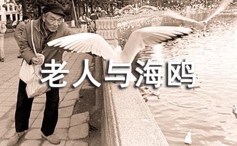 教學(xué)反思 老人與海鷗 代玉鳳