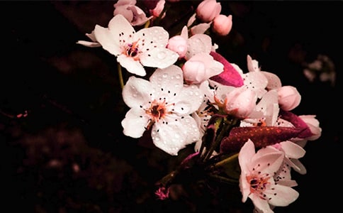 關(guān)于梨花的作文10篇(優(yōu))