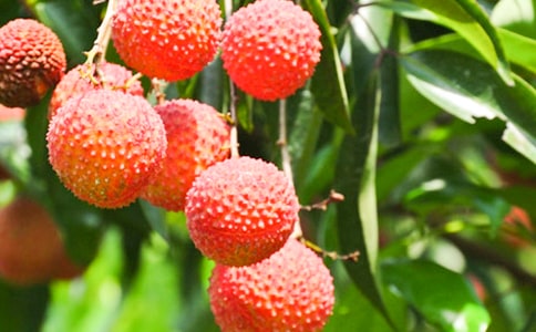 游荔枝公園作文