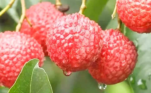 關(guān)于荔枝作文【精品】