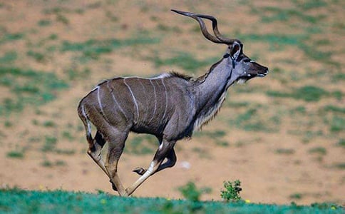 ����ľ��̰�