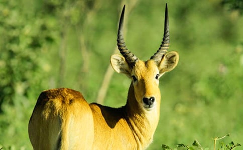 ������ľ�񡷽̌W(xu��)�O(sh��)Ӌ