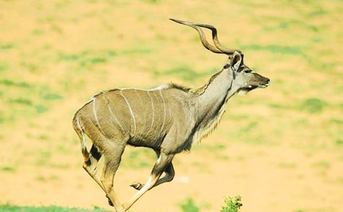 《羚羊木雕》教案15