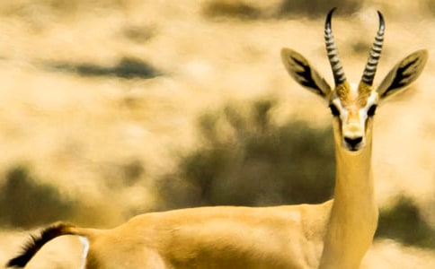 《羚羊木雕》教案15篇