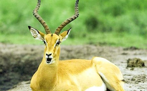 ������ľ�񡷵ă�(y��u)��̰�