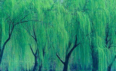 關(guān)于柳樹作文15篇【優(yōu)秀】