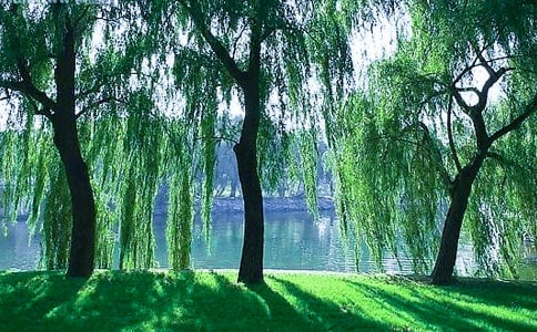 (�؂�)�P�����������15ƪ