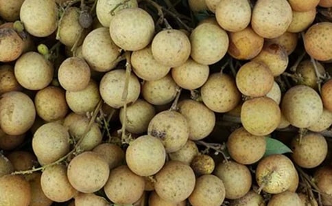 摘龍眼周記(精選28篇)