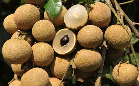 龍眼和荔枝卷葉蛾類種群動態(tài)及其群落結(jié)構(gòu)