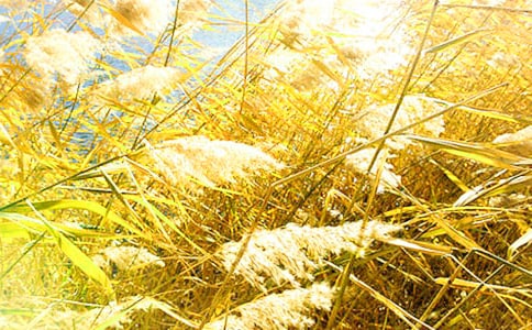 蘆葦蕭蕭,紅日灼灼散文