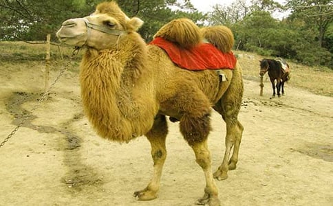 找駱駝教案15篇