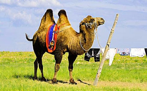 一群不一樣的駱駝