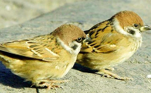 小學生暑假觀察日記:麻雀