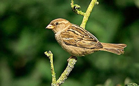 關(guān)于麻雀的作文