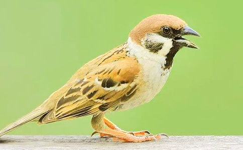 【必備】麻雀作文300字三篇