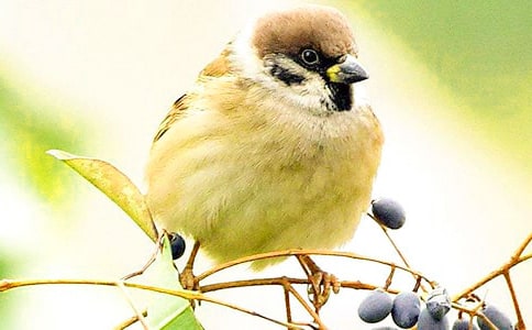 四年級(jí)小麻雀作文錦集5篇