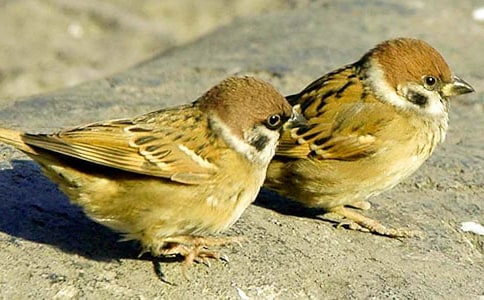 放生小麻雀作文