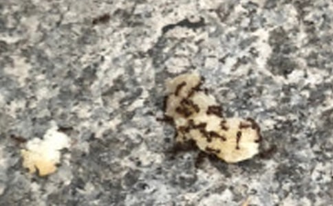 小螞蟻作文600字:贊美螞蟻的精神