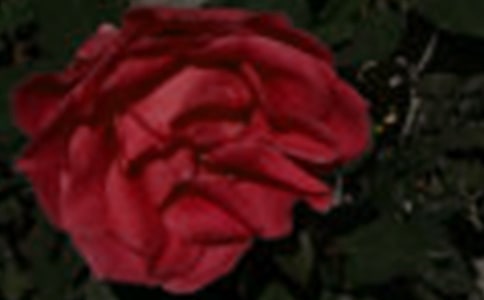 《小鹿的玫瑰花》教案設(shè)計(精選14篇)