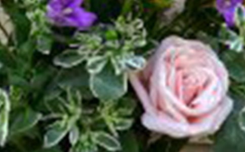 玫瑰的日記15篇