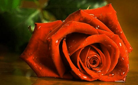 關(guān)于玫瑰作文500字錦集六篇