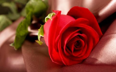 描寫玫瑰花的作文