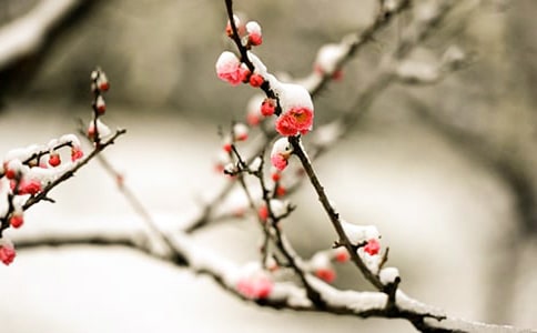 ������g(sh��)÷���̰�����15ƪ