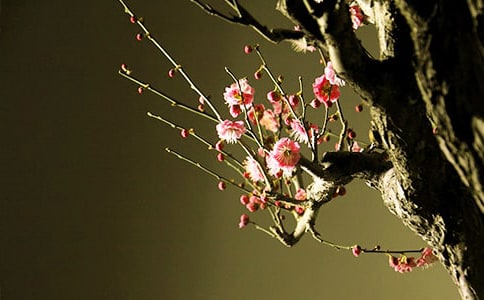 梅花開了大班美術教案