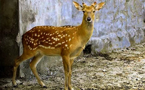 �ɐ۵�÷��¹