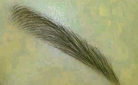 ���L�첲����üë��ס�ۡ��]�˲������������y�Z����һ��������