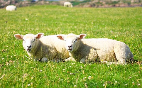 �d���ë�ڹ������g(sh��)