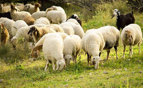 С�d������ֵܵĹ���900������