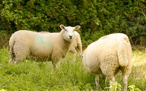 ����b�e�d�����ɽ�������b�e�����Ƿ����r�ķ���