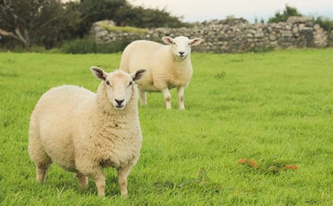 ���ҵ�С�d��