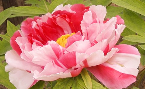 ���(y��ng)ĵ���t�M�������Tʯ�ߓP(y��ng)���¡�����������(y��ng)��Ҋ�㡹