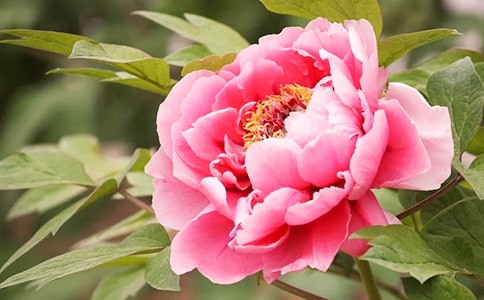 美麗的牡丹花作文