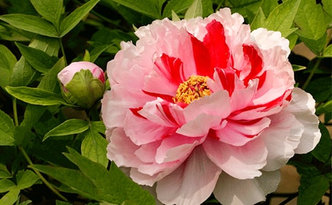 ĵ�����@�����ĵ��w��(hu��)