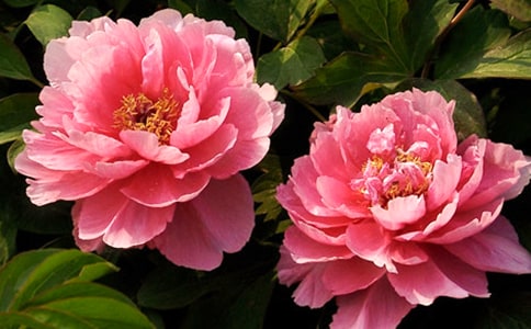 去洛陽看牡丹的日記400字