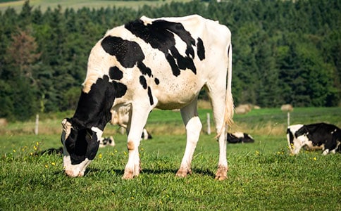 ��ţ��Ѫ���������t(y��)�C���ί�