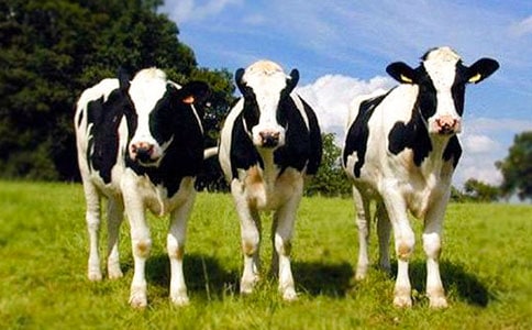 ��ݵء���ţ��Ů��ɢ��