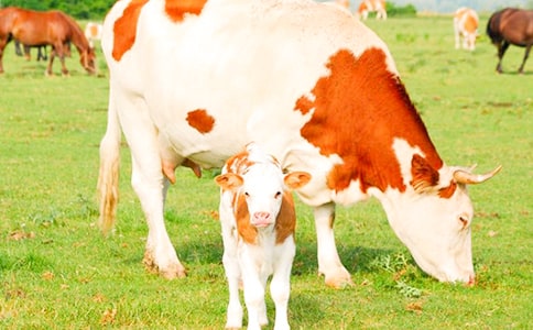 ���Ӽҵ�С����ţ��