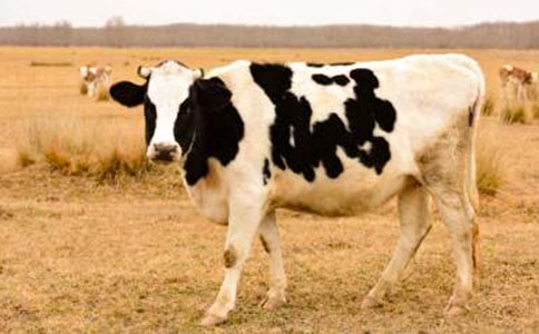 ��ţ�M����Ո��λ���Z��