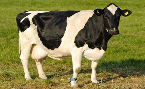 �������c��ţ���̰�