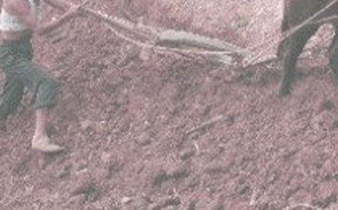 干農活作文300字(精選33篇)